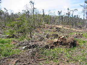 View of damage at Point Pleasant Park, Halifax (80,104 bytes)