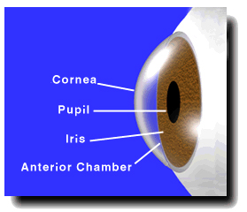 Human Eye (39,108 bytes).