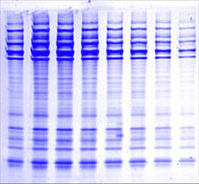 Coommassie Blue stained DNA Gel on Transilluminator (59,277 bytes)